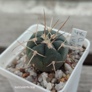 Gymnocalycium armatum VG1202