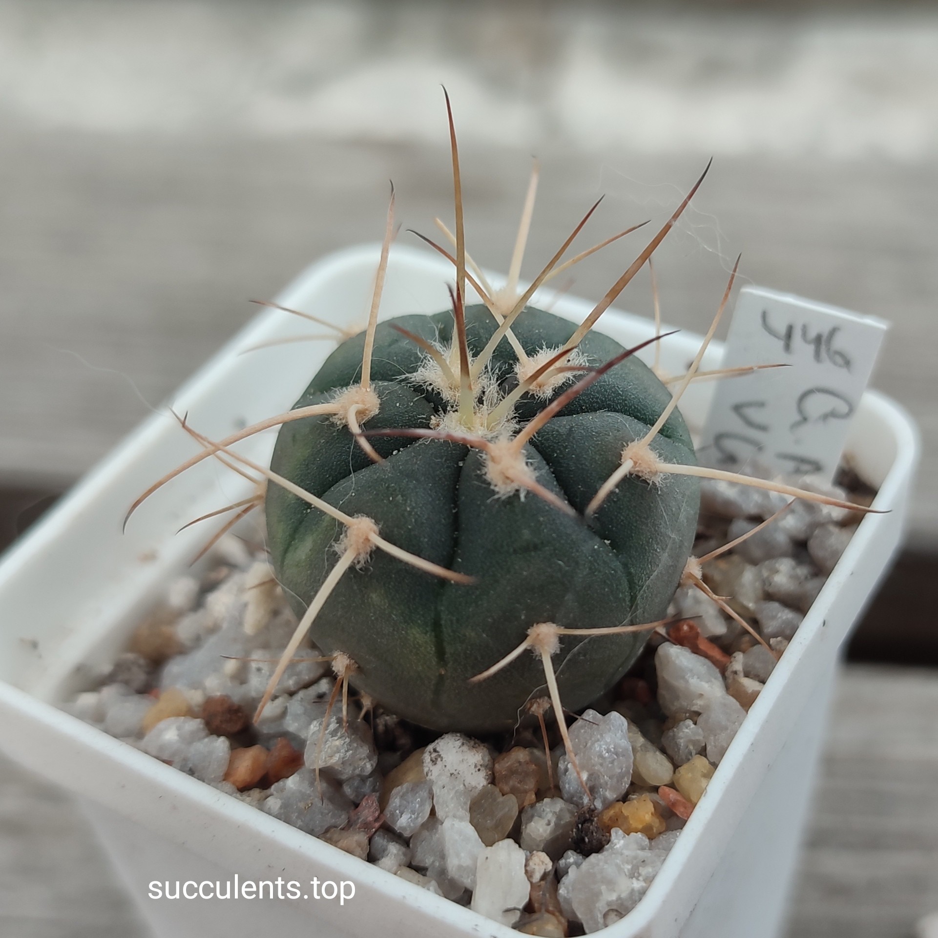 Gymnocalycium armatum VG1202