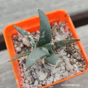 ariocarpus retusus SB68