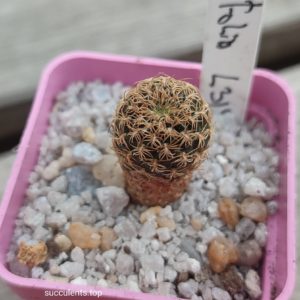 lobivia breviflora L314