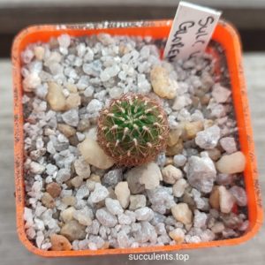 sulcorebutia gloremispina WR594