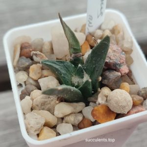 ariocarpus sp