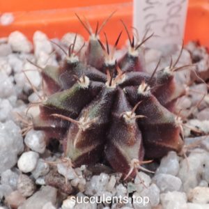 Gymnocalycium mihanovichii cv violet