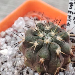copiapoa marginata Tires de Flamenco