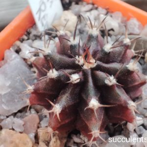 Gymnocalycium mihanovichii cv violet x red