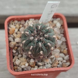 Gymnocalycium taninguense