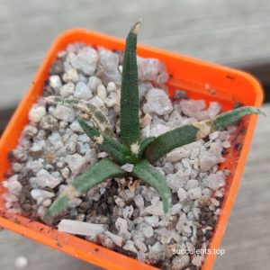 ariocarpus agavoides