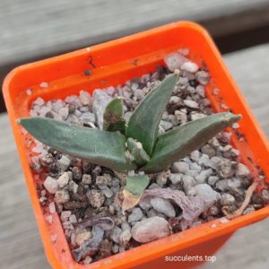 ariocarpus retusus LH453