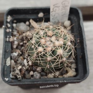 Gymnocalycium gaponii VG503