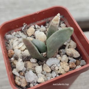 ariocarpus furfuraceus