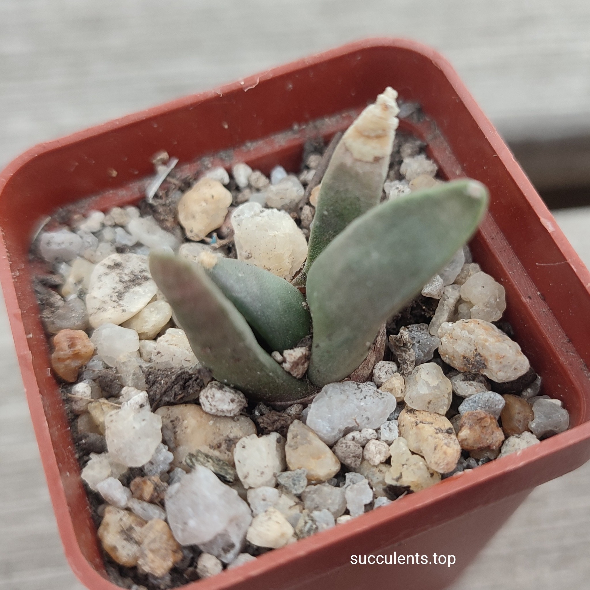 ariocarpus furfuraceus