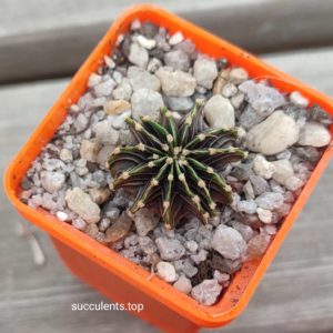 gymnocalycium mihanovichii agua dulce