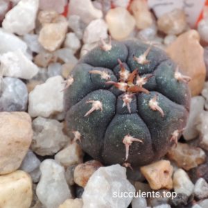 Gymnocalycium spegazzinii unguispinun SL44B
