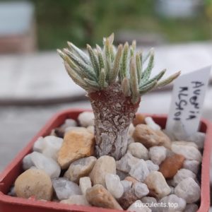 avonia alstonii