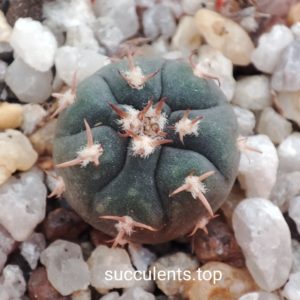 Gymnocalycium spegazzinii unguispinun Brevispinum