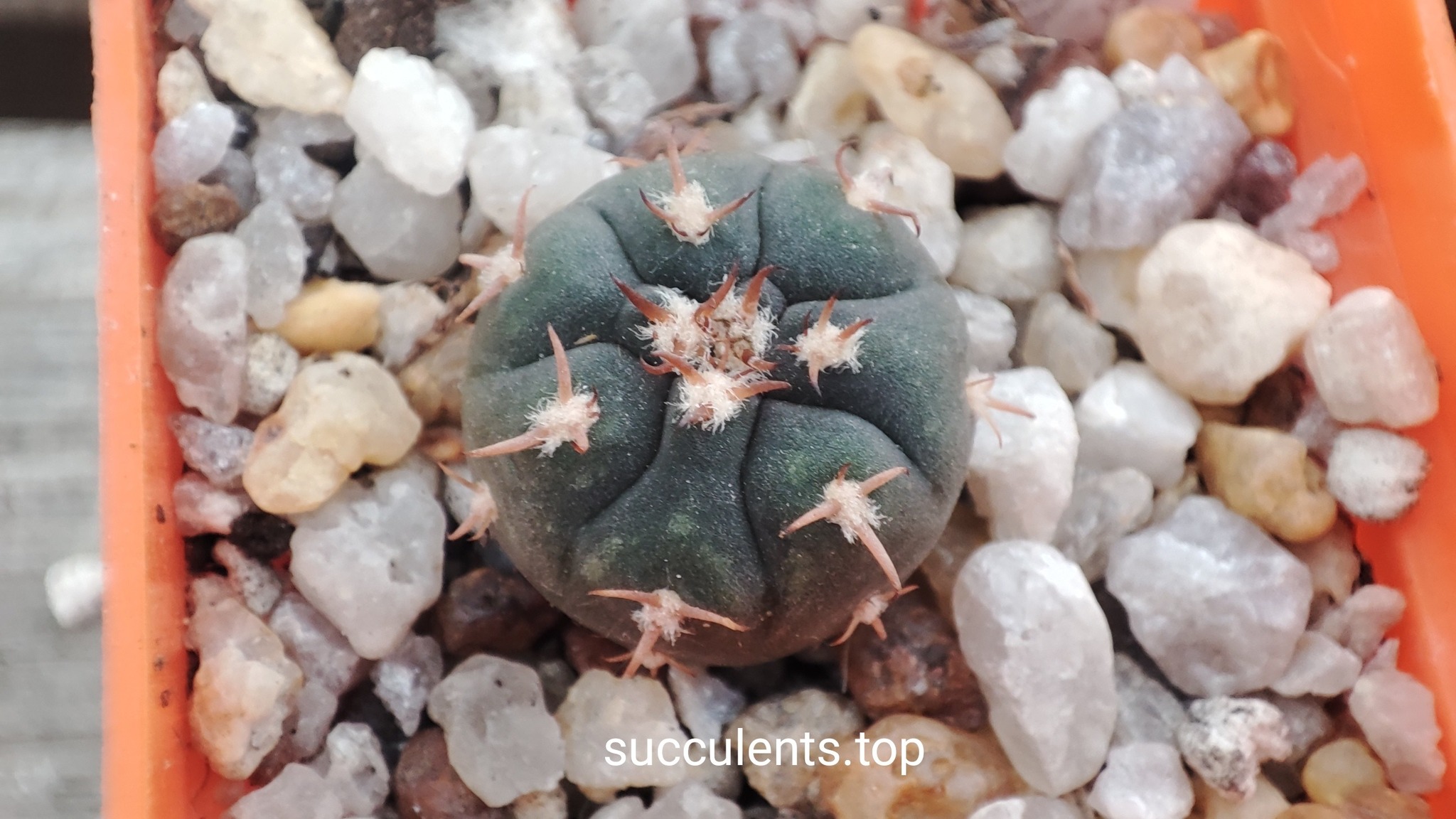 Gymnocalycium spegazzinii unguispinun Brevispinum
