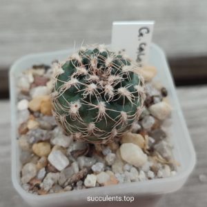 Gymnocalycium calochlorum Uhlig