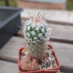 Mammillaria bombicyna