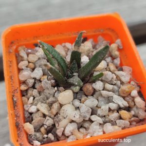 ariocarpus fissuratus SB503