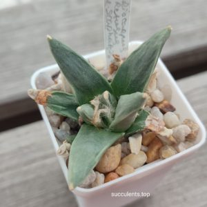 ariocarpus retusus scapharostroides
