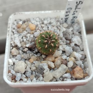 sulcorebutia oenantha