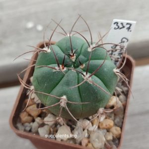 Gymnocalycium mazanenze JL34