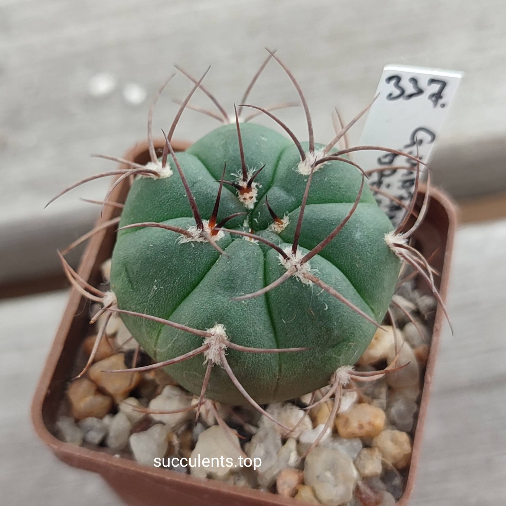 Gymnocalycium mazanenze JL34