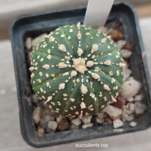 Astrophytum Super Kabuto gold