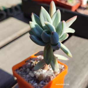 pachyveria glauca