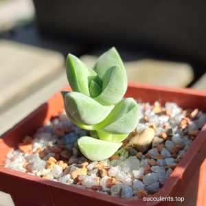 crassula moonglow