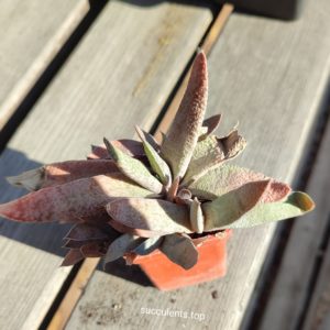 gasteria