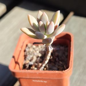 sedum