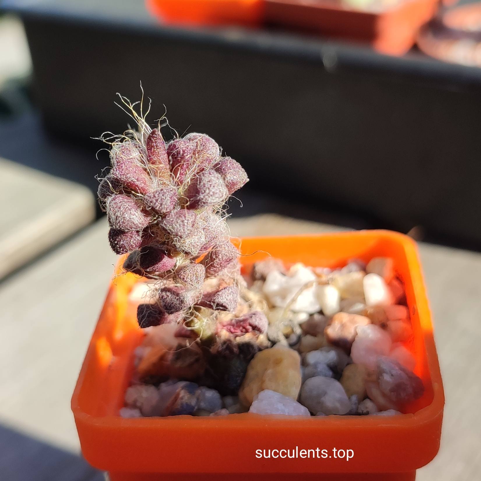anacompseros