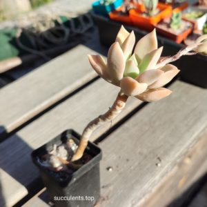 graptoveria sp