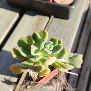echeveria sp