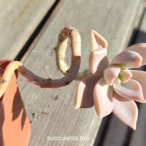 graptoveria sp