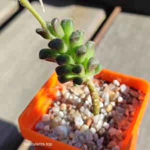 anacompseros