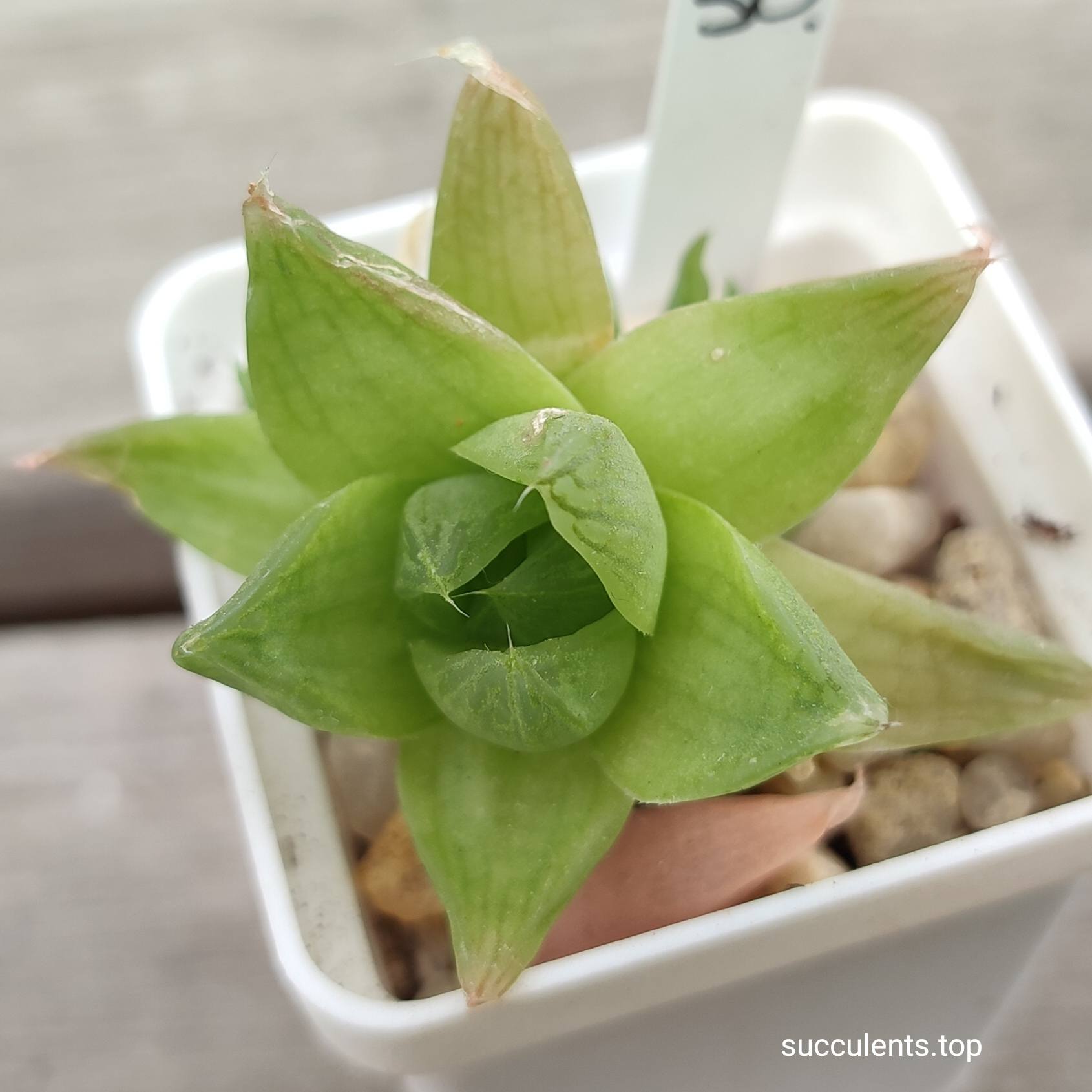 haworthia cymbiformis