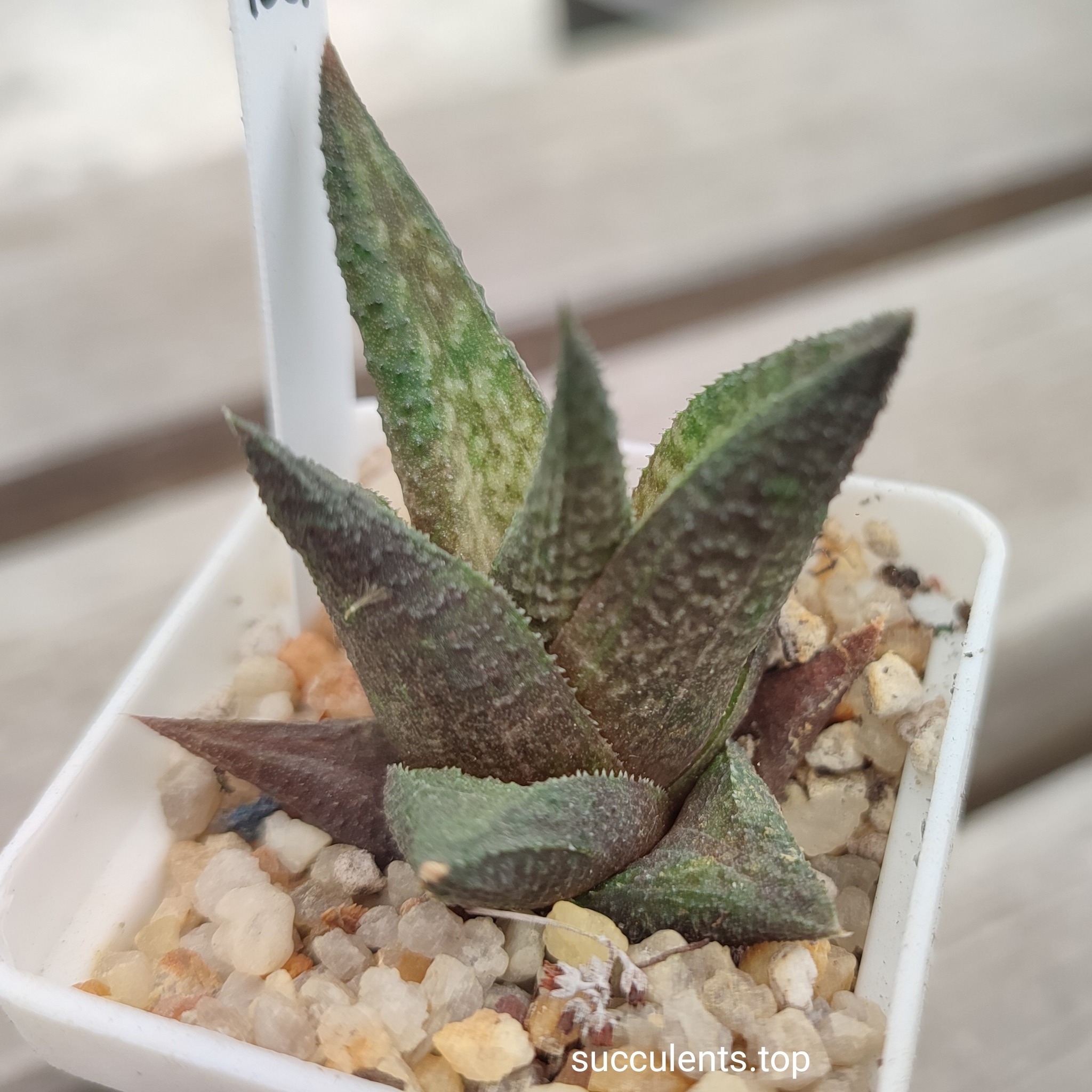 haworthia limifolia cv Jack Brown