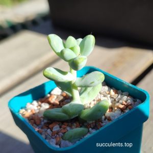 sedum sp