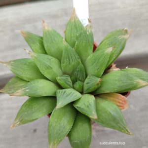 haworthia emelyae hybryd