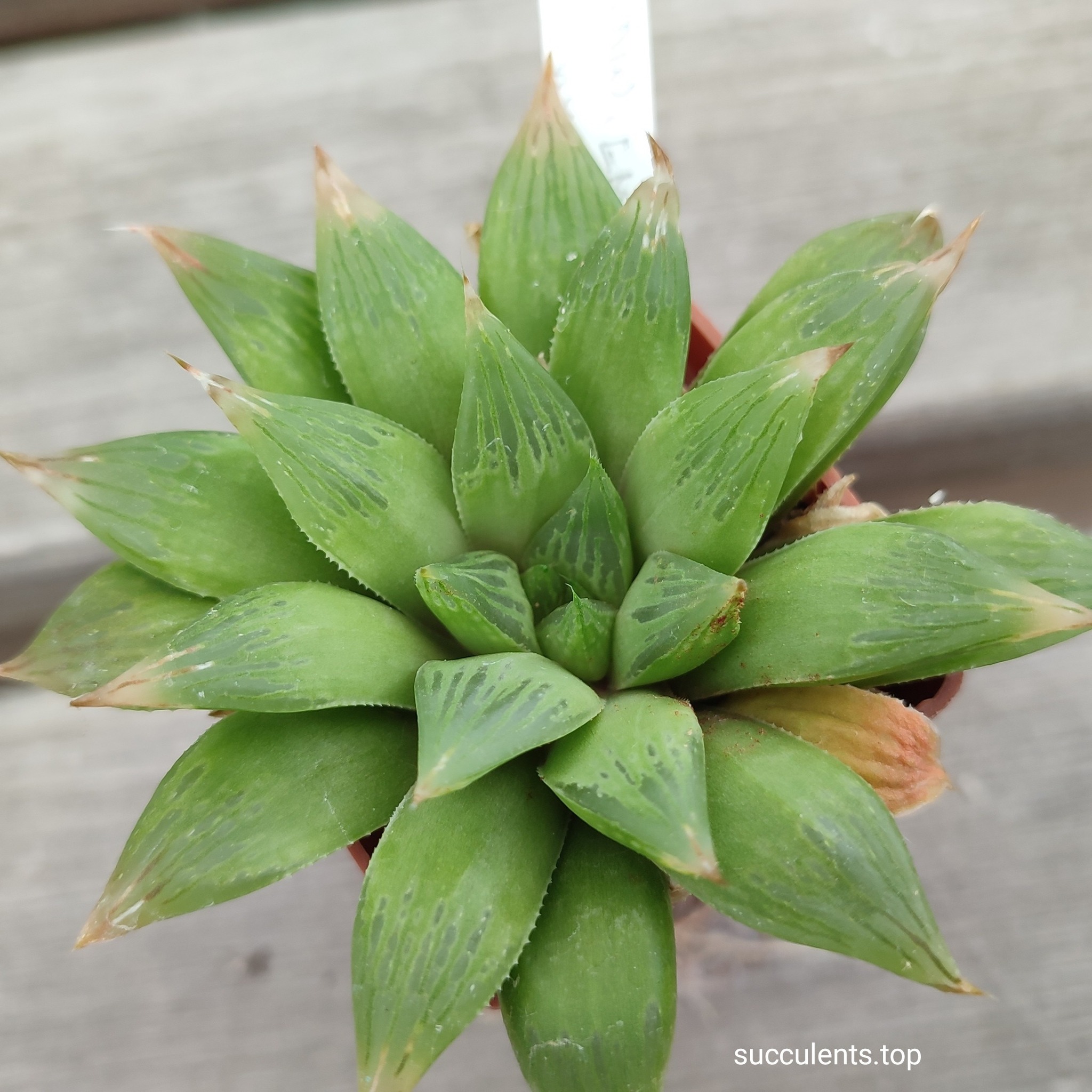 haworthia emelyae hybryd