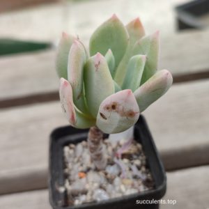 echeveria pinky