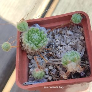 sempervium