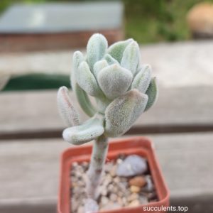 echeveria frosty