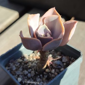 echeveria pearl von nurnberg