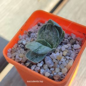 gasteria gracilis variegata