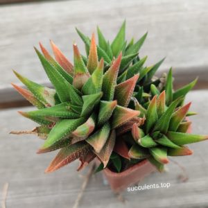 haworthia (є декілька сонячних обіків на одній з голів)