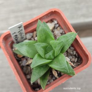 haworthia pygmeae x retusa
