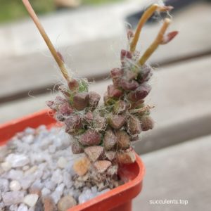anacompseros